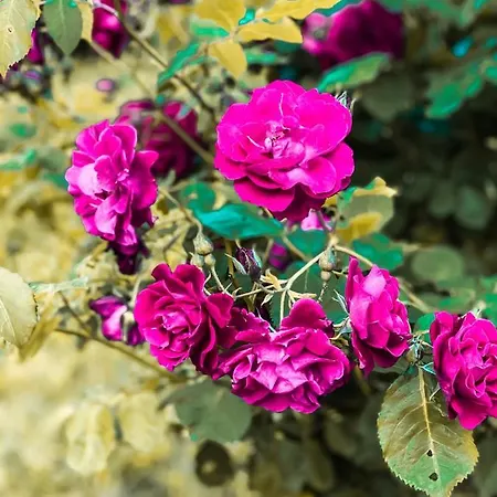 кайзервальд Hotel Karpaty